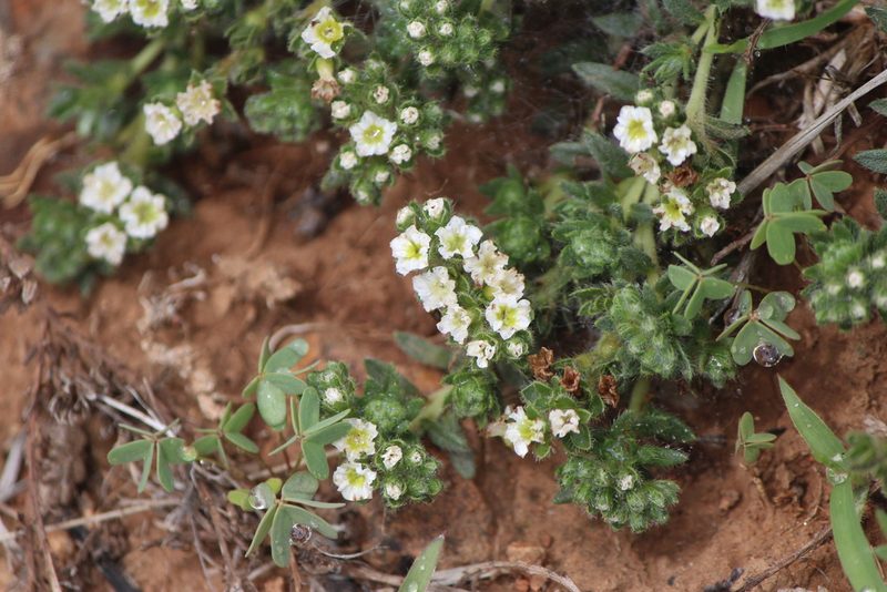 Euploca foliosissima, photographed by José Belem Hernández Díaz
