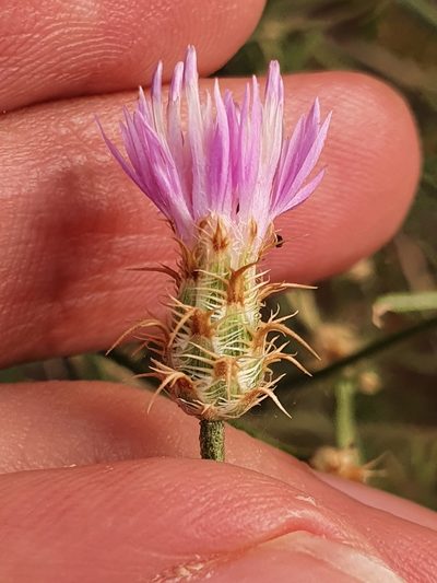 Centaurea parviflora, photographed by Mehdi Chetibi