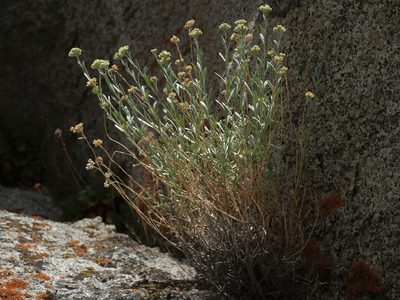 Artemisia albicans, photographed by Jim Morefield