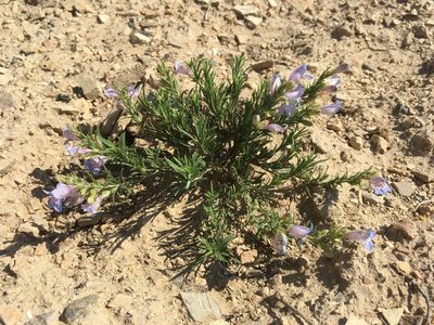 Penstemon crandallii, photographed by Cecelia Alexander