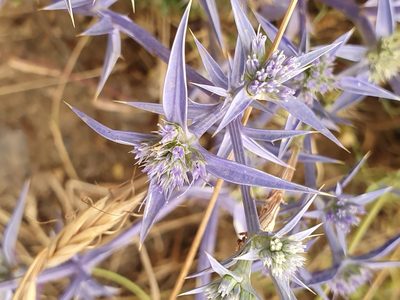 Eryngium triquetrum, photographed by Mehdi Chetibi