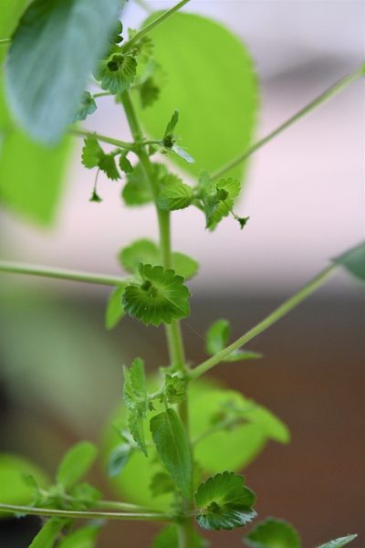 Acalypha mexicana, photographed by Neptalí Ramírez Marcial