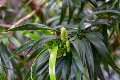 Podocarpus matudae, photographed by Neptalí Ramírez Marcial