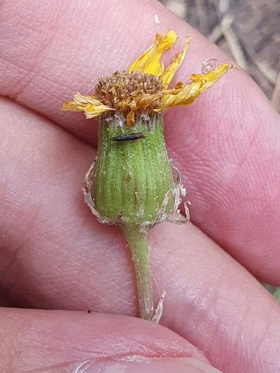 Senecio perralderianus, photographed by Mehdi Chetibi