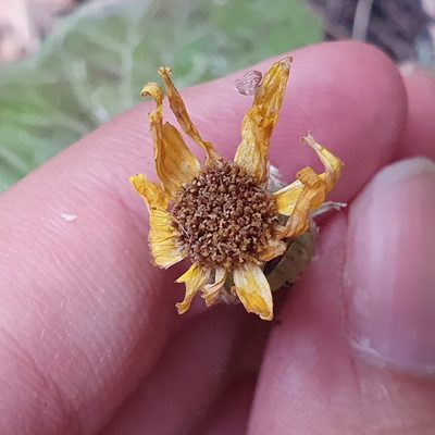 Senecio perralderianus, photographed by Mehdi Chetibi
