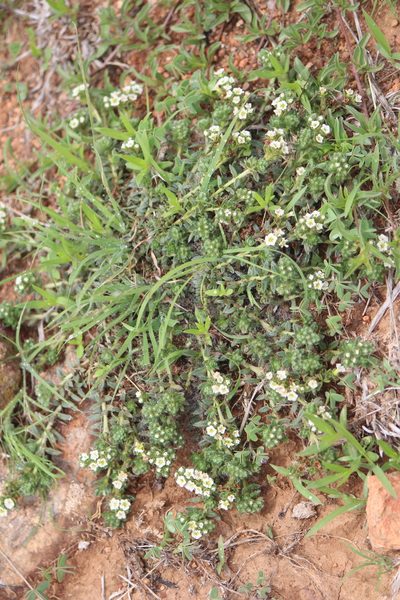 Euploca foliosissima, photographed by José Belem Hernández Díaz