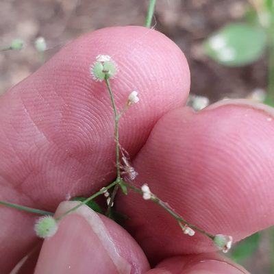 Galium scabrum, photographed by Mehdi Chetibi