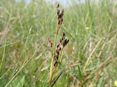 Juncus squarrosus, photographed by Skjold Søndergaard