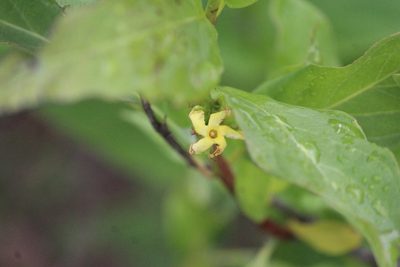 Mandevilla foliosa, photographed by José Belem Hernández Díaz