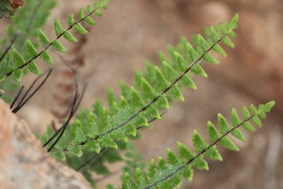 Myriopteris aurea, photographed by José Belem Hernández Díaz