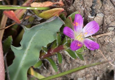 Calandrinia breweri, photographed by Don Loarie