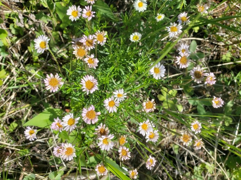 Erigeron hyssopifolius, photographed by Shaan Aroeste