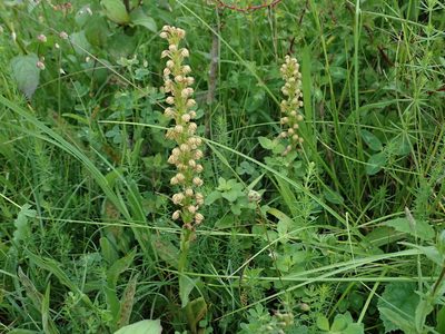 Orchis anthropophora, photographed by Daniel Cahen