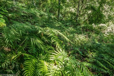 Pteris deflexa, photographed by Gonzalo Martinez