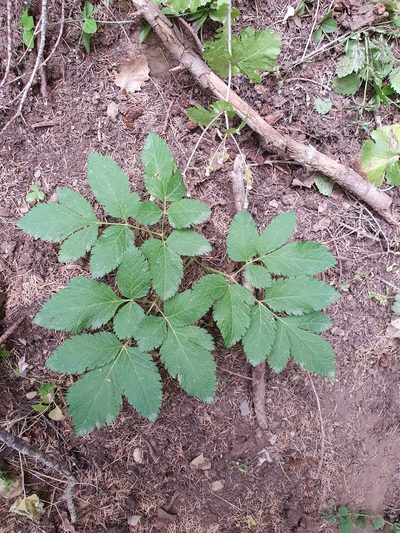 Physospermum verticillatum, photographed by Mehdi Chetibi