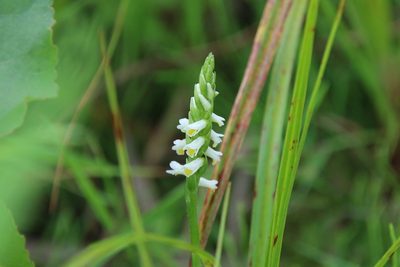 Spiranthes lucida, photographed by er-birds