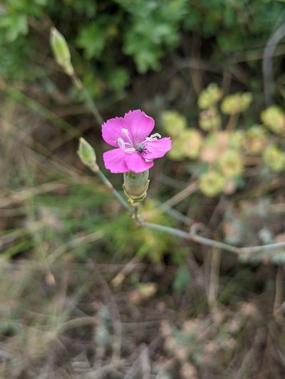 Dianthus virgineus, photographed by Denis Bastianelli