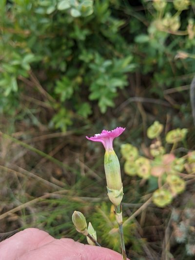 Dianthus virgineus, photographed by Denis Bastianelli