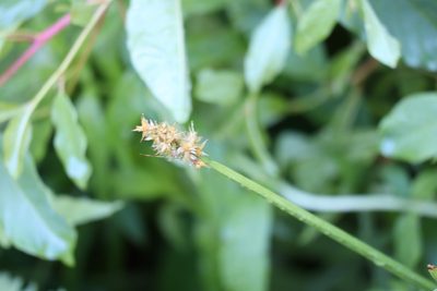 Carex stipata, photographed by Henry "Nick" Robertson