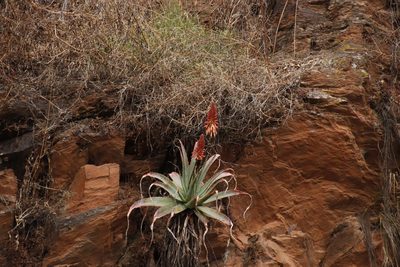 Aloe mutabilis, photographed by Tony Rebelo
