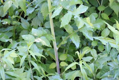 Lactuca biennis, photographed by Henry "Nick" Robertson