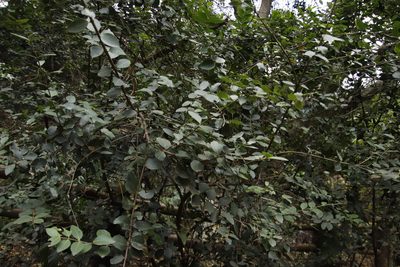 Acokanthera oppositifolia, photographed by Tony Rebelo
