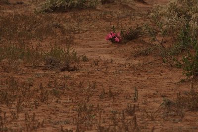 Adenium obesum, photographed by Ryan Donnelly