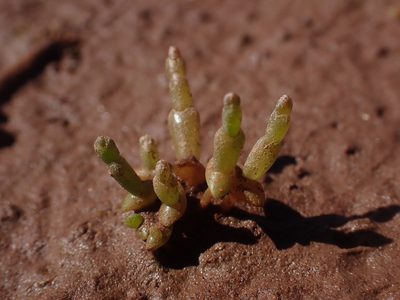 Salicornia europaea, photographed by Ian Manning