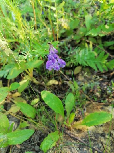 Scutellaria hastifolia, photographed by tetyanakuchma