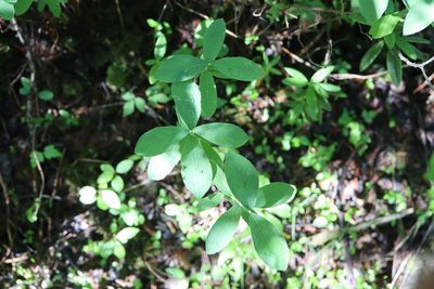 Lonicera villosa, photographed by Henry "Nick" Robertson
