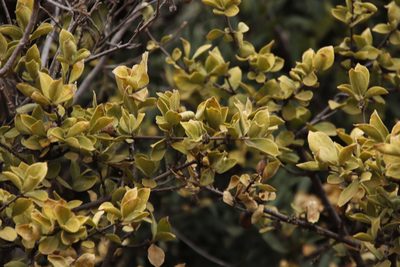 Vangueria parvifolia, photographed by Tony Rebelo