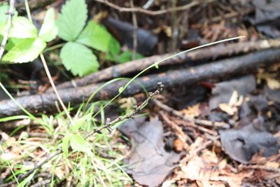 Carex trisperma, photographed by Henry "Nick" Robertson