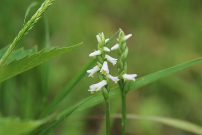 Spiranthes lucida, photographed by er-birds