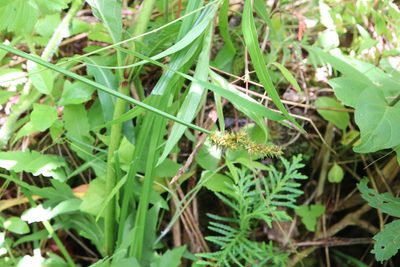 Carex stipata, photographed by Henry "Nick" Robertson