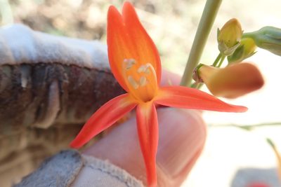 Penstemon labrosus, photographed by Millie Basden