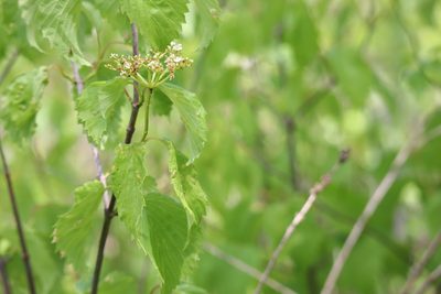 Viburnum recognitum, photographed by Henry "Nick" Robertson