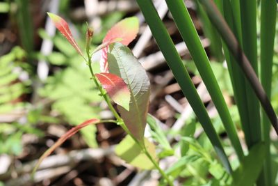 Salix discolor, photographed by Henry "Nick" Robertson
