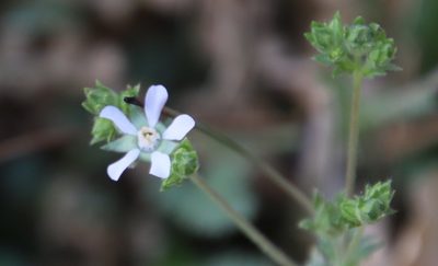 Potentilla clevelandii, photographed by Millie Basden
