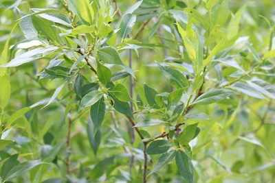 Salix lucida, photographed by Henry "Nick" Robertson