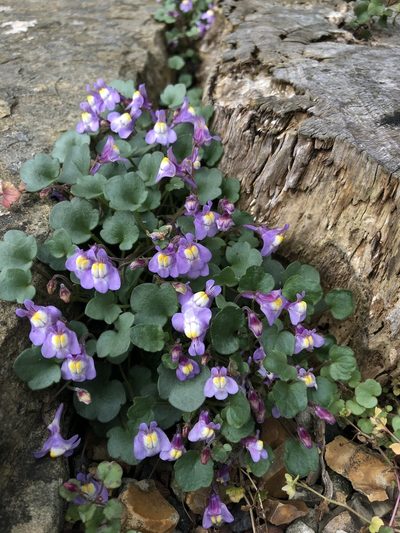 Cymbalaria pallida, photographed by Ron Pasieczna