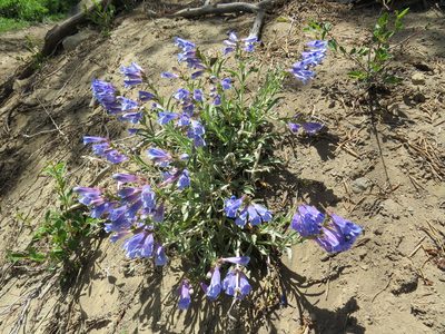 Penstemon speciosus, photographed by Garth Harwood