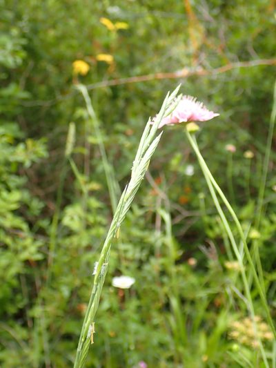 Brachypodium phoenicoides, photographed by David Delon