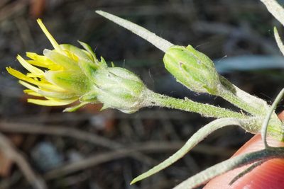 Scorzonera cana, photographed by Patrick Hacker