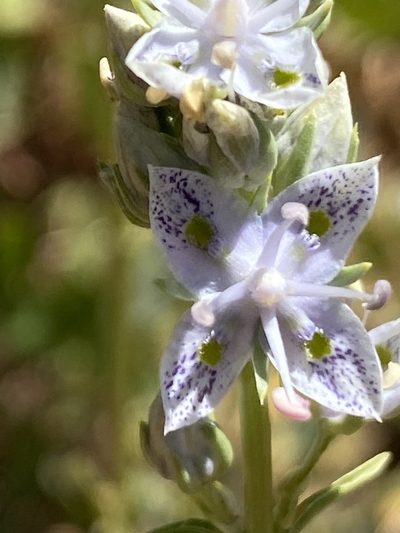 Frasera albicaulis, photographed by Shawna Martinez