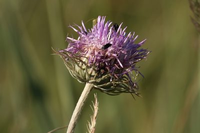 Jurinea cyanoides, photographed by Вячеслав Юсупов