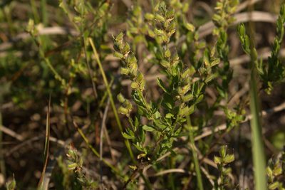 Genista germanica, photographed by Вячеслав Юсупов