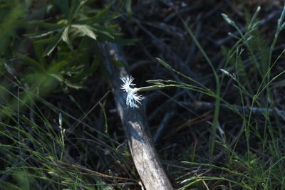 Dianthus arenarius, photographed by Вячеслав Юсупов