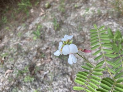 Tephrosia onobrychoides, photographed by Blake Bringhurst