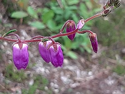 Daboecia cantabrica, photographed by franciscodocampo
