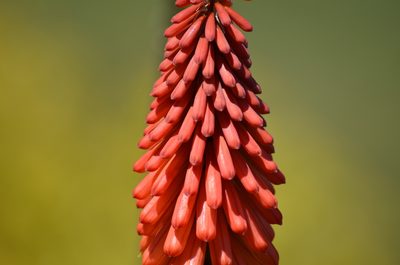 Kniphofia uvaria, photographed by Liam Steele